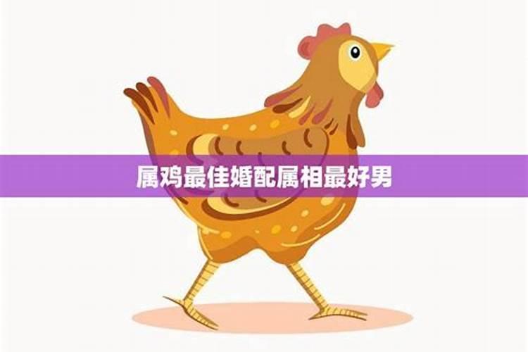 鸡的最佳婚配属相