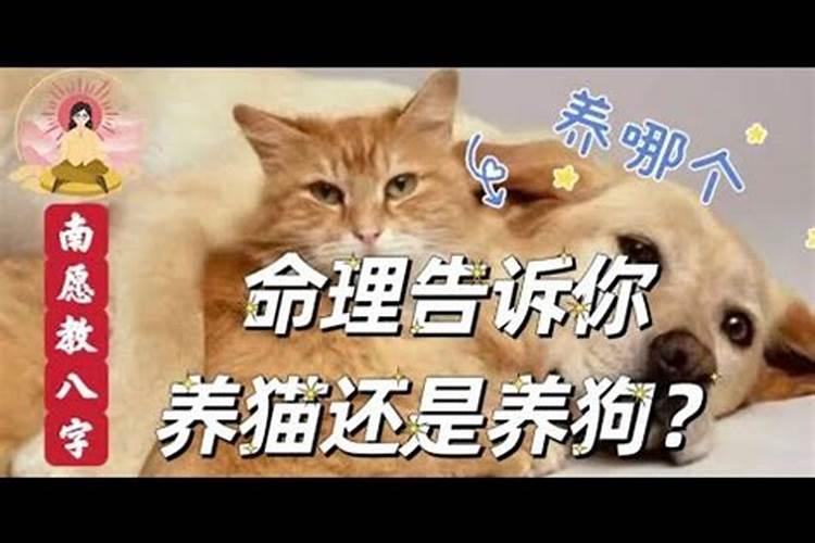 什么样的八字适合养猫