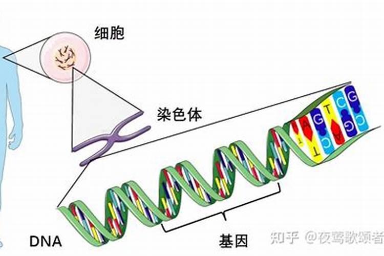 遗传基因的强大太可怕了,连婚姻都是一样可以遗传