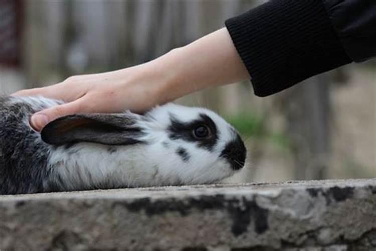 生肖兔和虎合婚吗婚姻如何