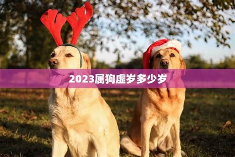 属狗的今年虚岁多少岁了