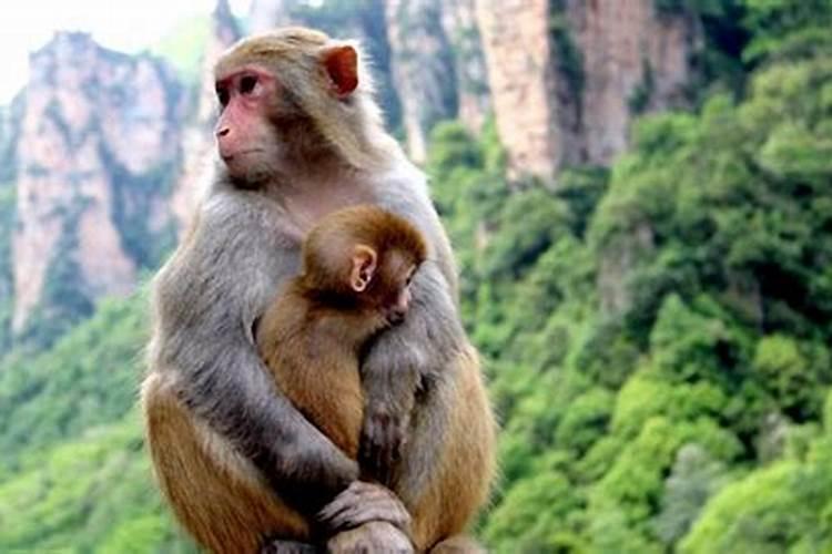 属猴的和什么属相相配婚姻