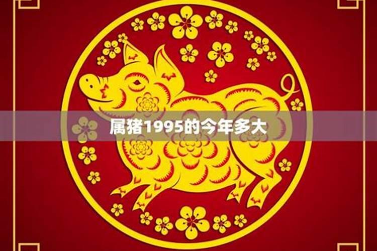 1995属猪今天运势