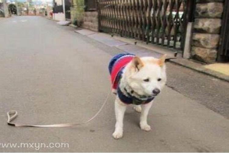 十二生肖婚配表属鸡和属猴