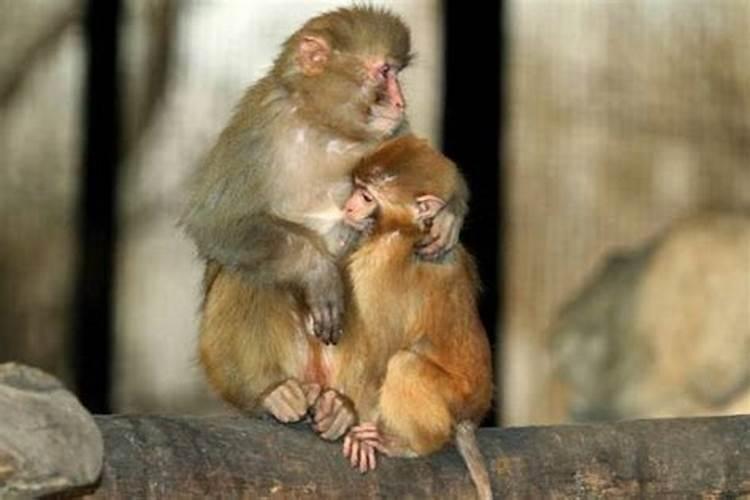 猴和鼠的婚姻相结合吗