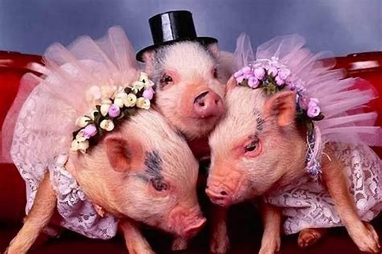 生肖猪和生肖猪结婚好吗