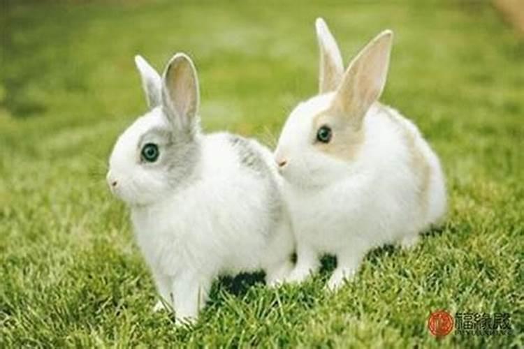 属相兔和兔能婚配吗