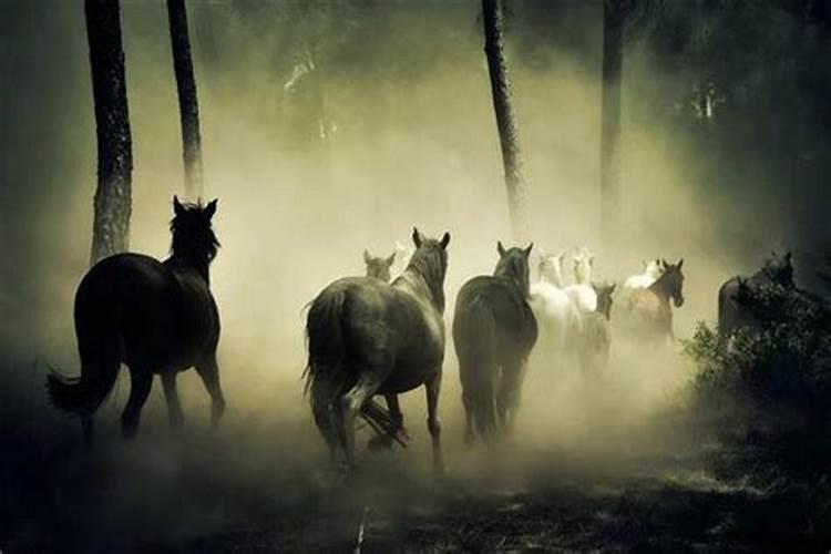 梦见好几匹马自己很害怕马