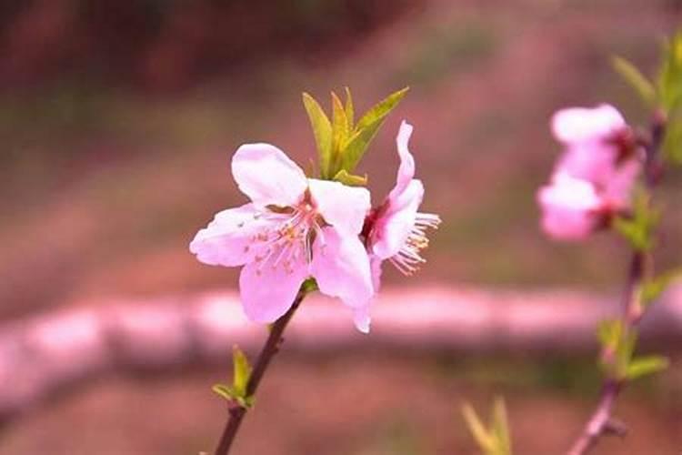 老公命犯桃花怎么办该如何破解