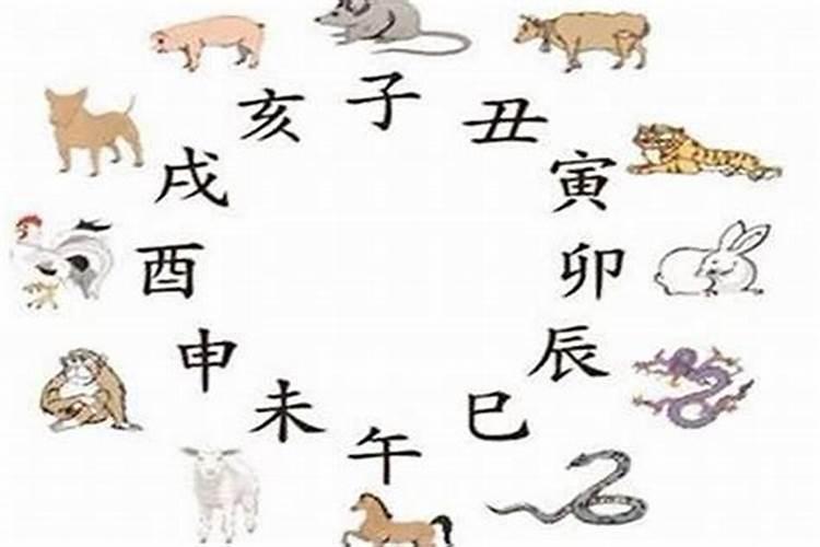 属龙和属羊八字合吗