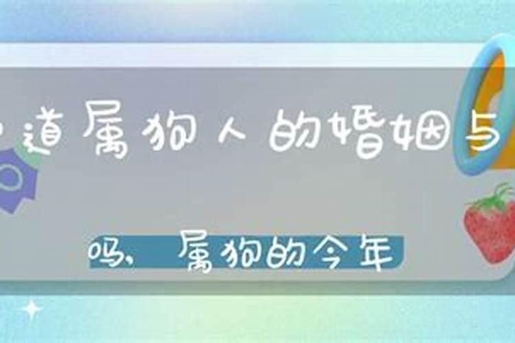 属狗人今年婚姻如何补救