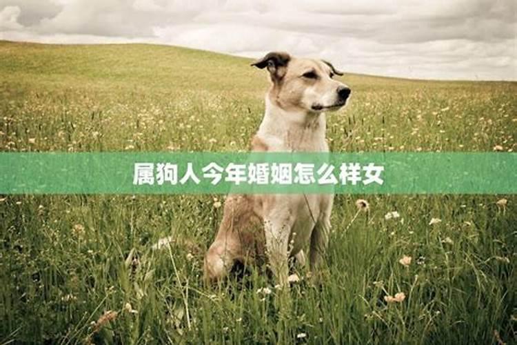 属狗今年的婚姻状况