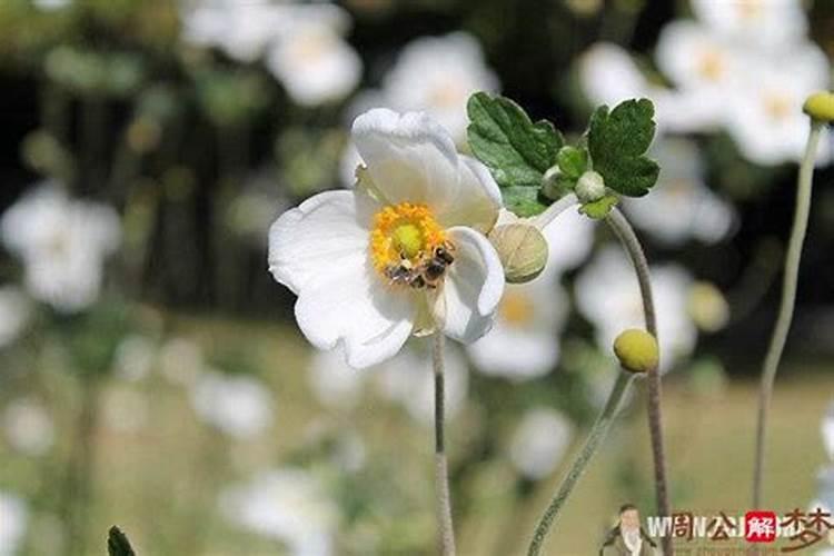 生肖狗犯太岁怎么化解方法