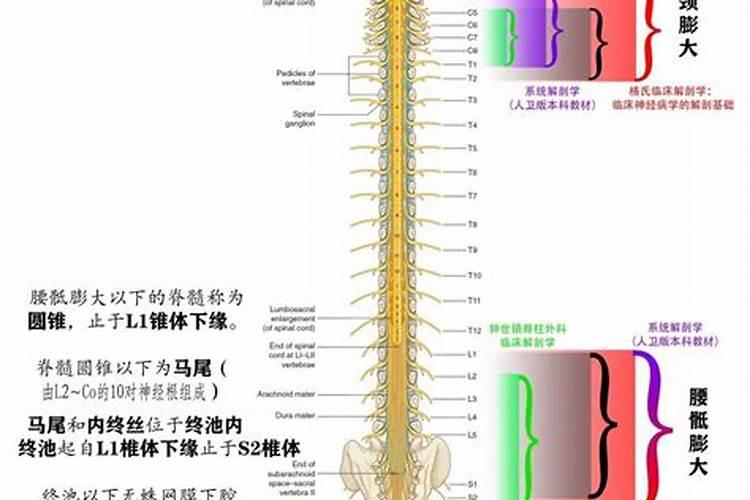 属狗2024下半年运势