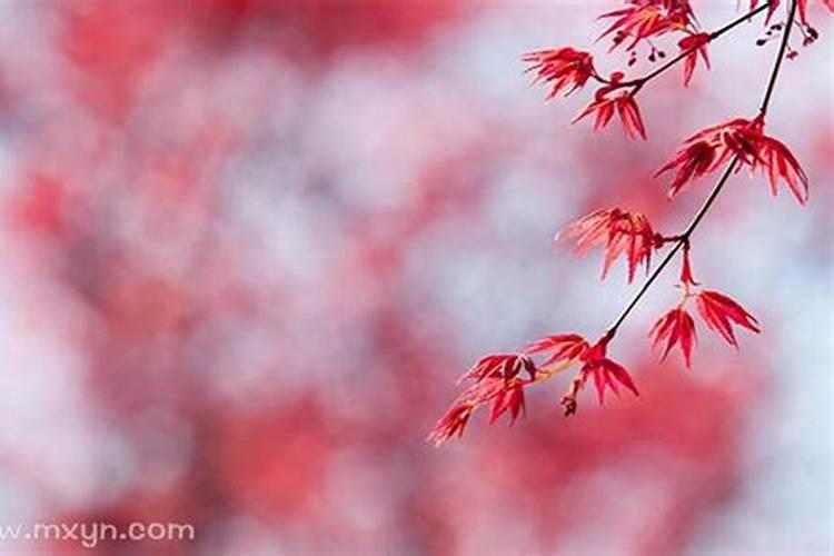 属猪农历11月运势