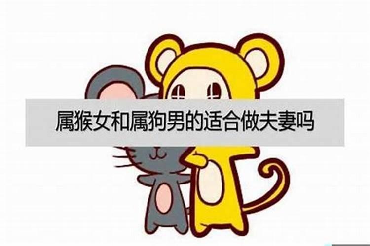 属狗男和属猴女的适合做夫妻吗婚姻如何