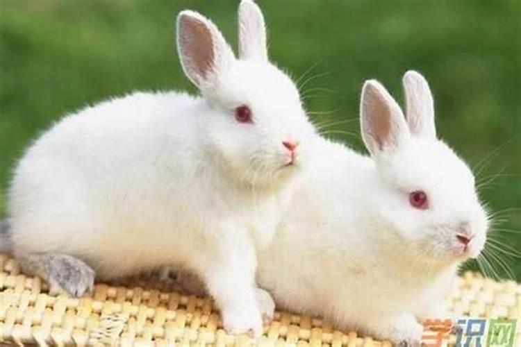 两只兔子合婚吗
