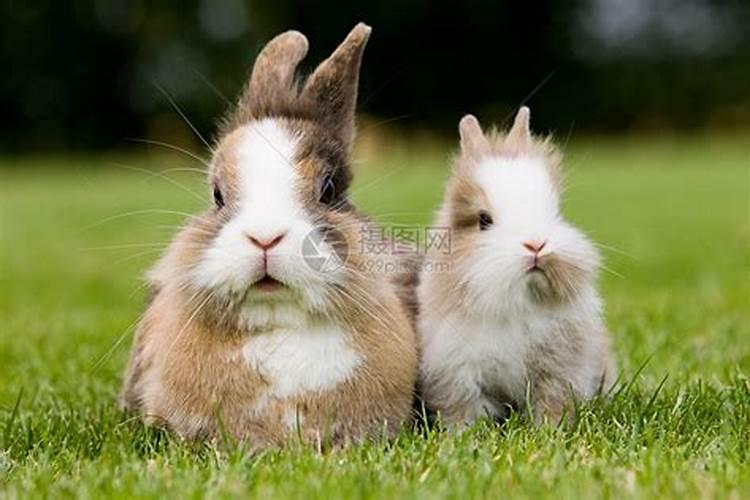 两只兔子合婚吗