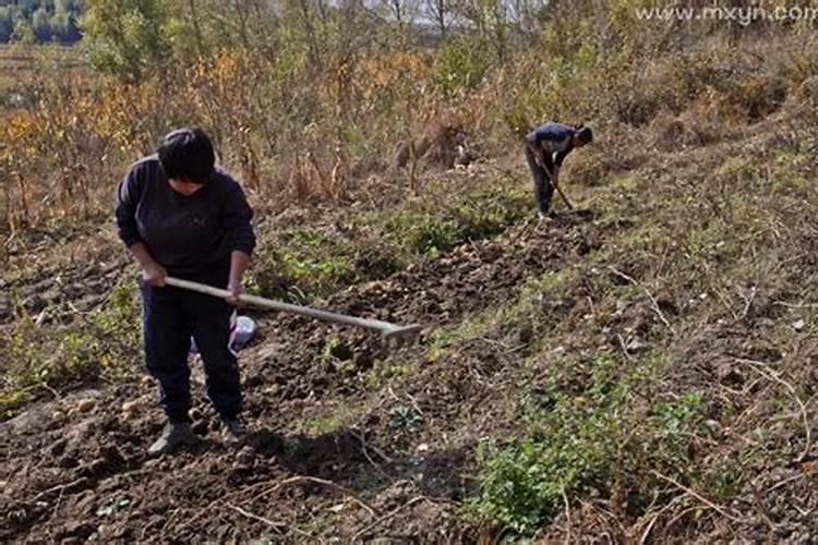 梦见叔婶们在地里干活什么意思