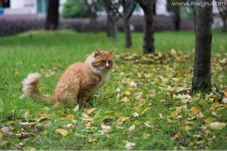 梦见骑车带孩子上学回家什么意思