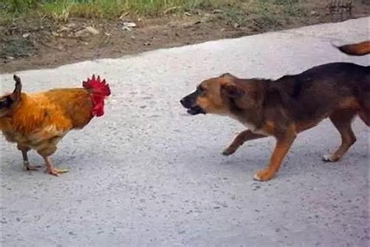 属鸡跟属狗在一起对谁不好