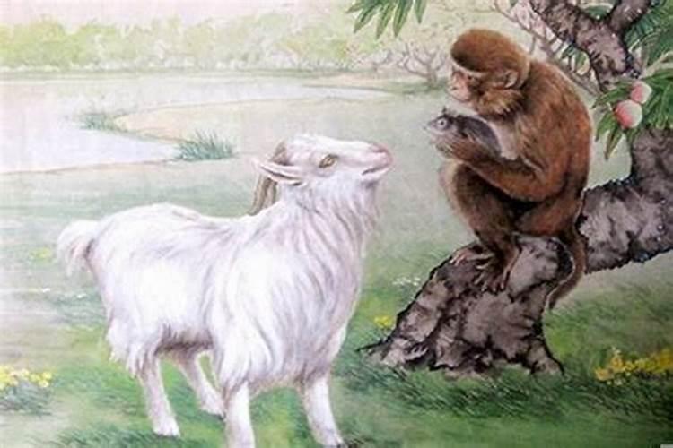 猴和羊的婚姻合适吗