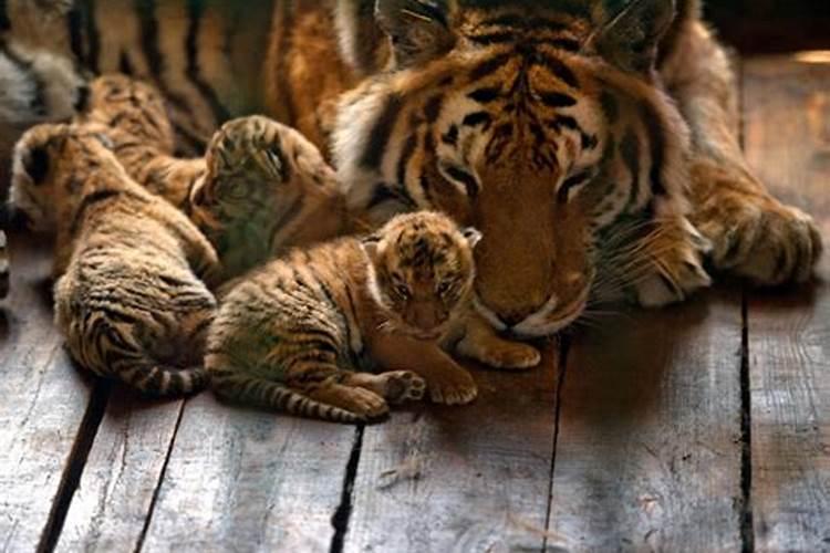 虎妈妈和虎宝宝属相合吗