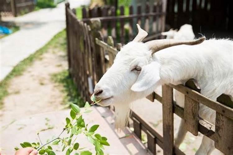 本命年结婚生孩子好吗属虎