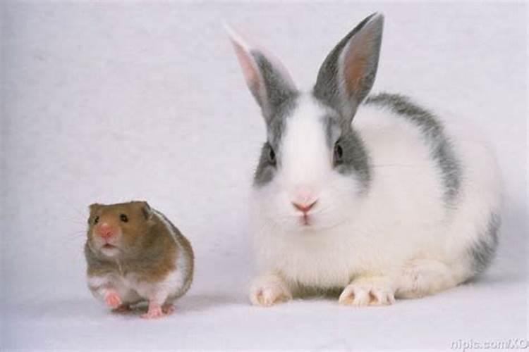 属鼠的和属兔的可以吗