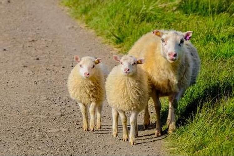 为什么说属羊的婚姻不顺