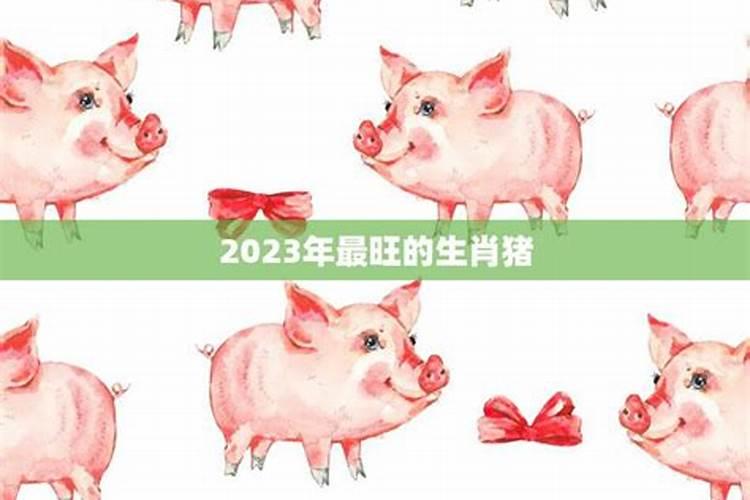 2023年属猪人的全年运势1995出生