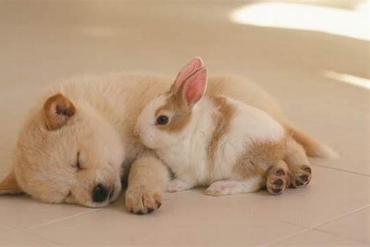 兔和狗合不合适