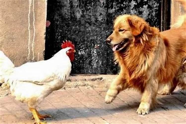 鸡和狗属相合不合婚姻