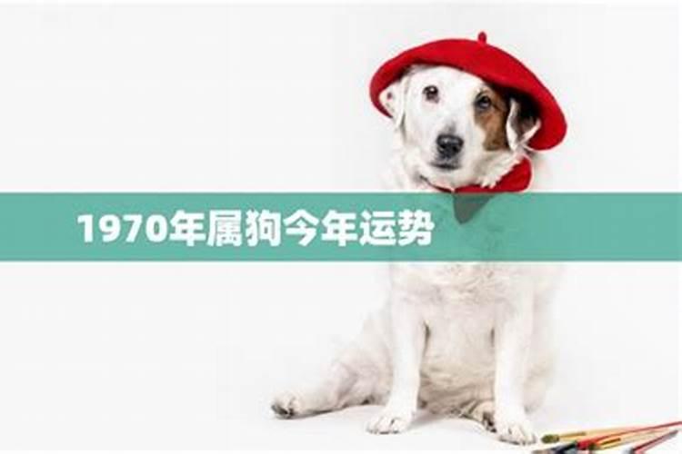 83年11月猪2024年运势怎么样