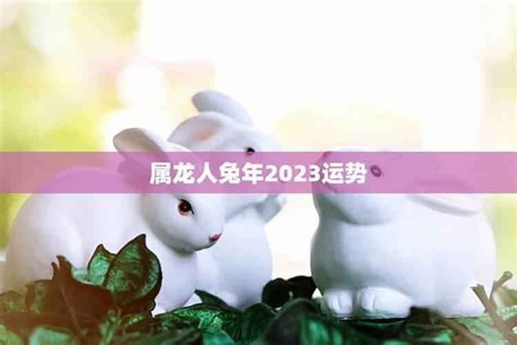 属兔2023年运势及运程龙龙