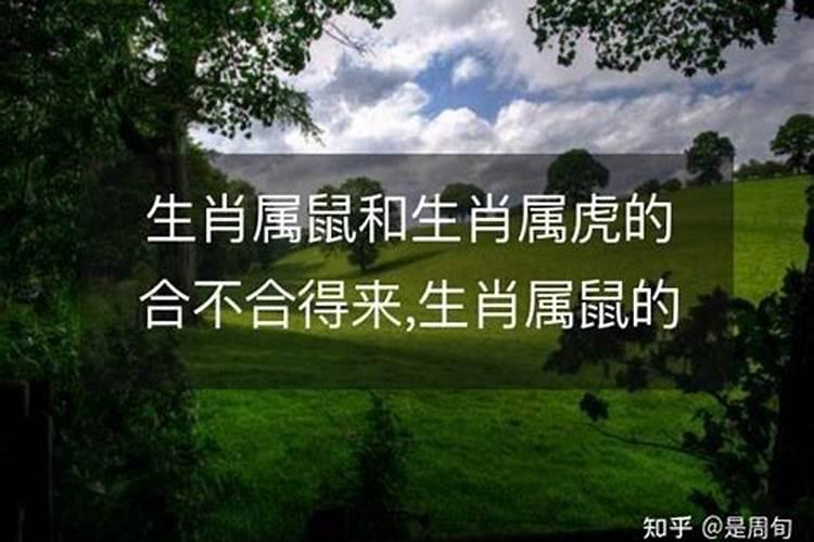 属鼠的和属虎的八字合吗