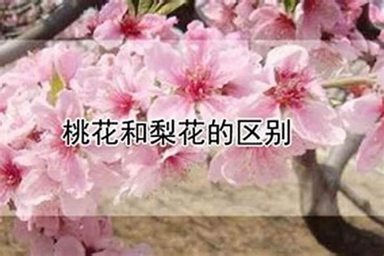 怎么看八字的桃花运