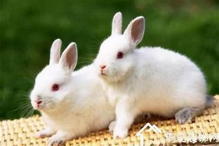 兔子和什么合婚最好
