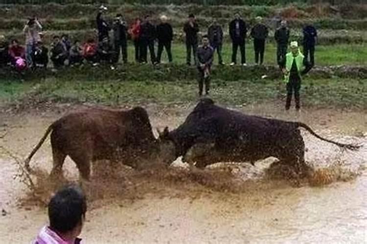 梦见牛跑是什么意思