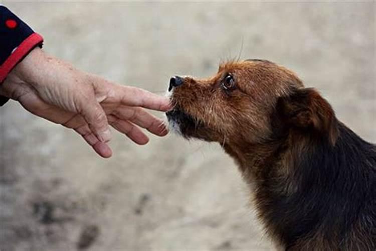 梦见小猫是什么预兆女性周公解梦