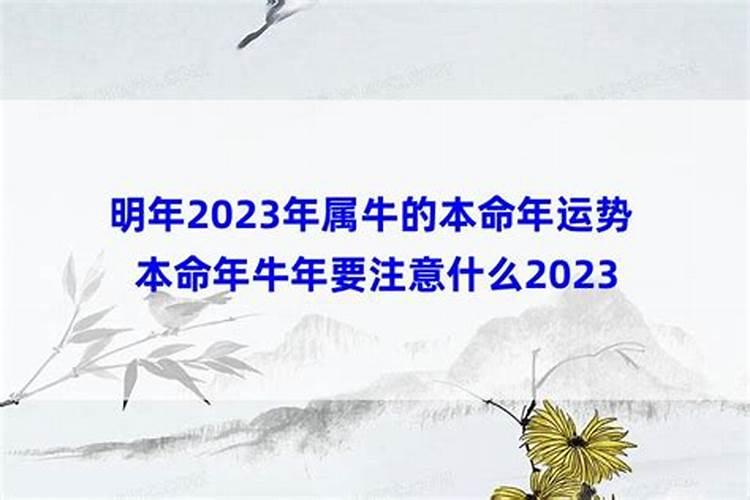 本命年牛年要注意什么2023