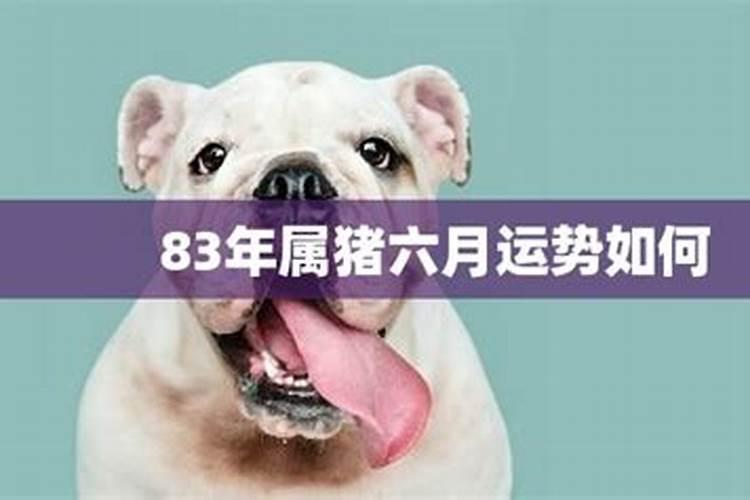 属猪人6月出生的命运