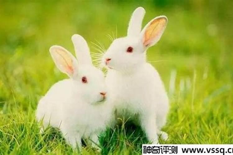 兔和鼠八字合不合婚姻