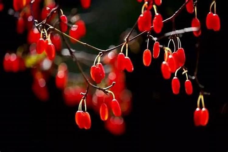 重阳节祭祖和佩茱萸是什么意思