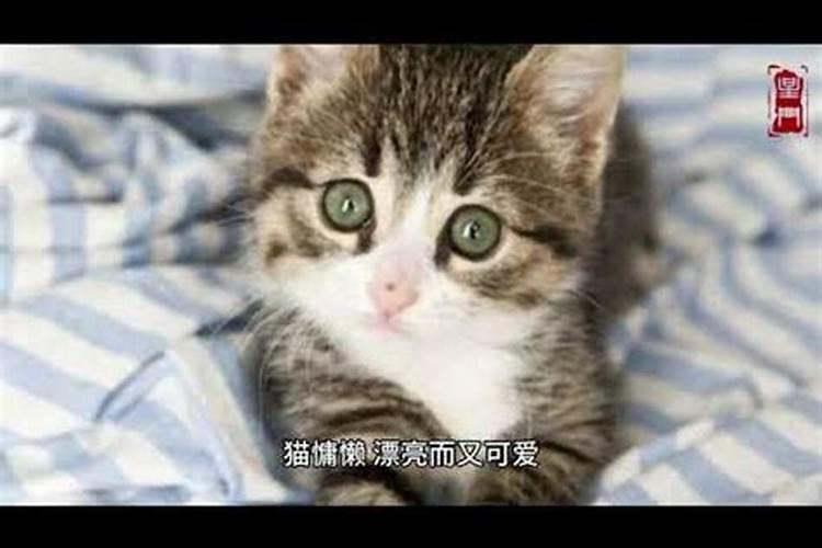 梦见猫是什么意思好不好呢