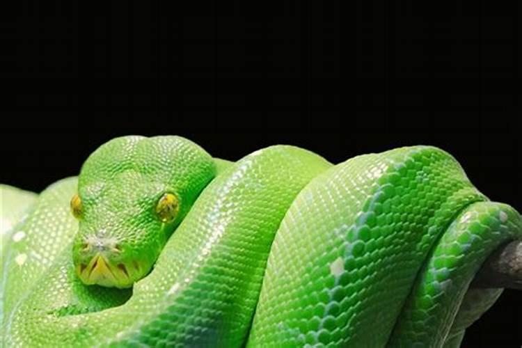 梦见蟒蛇是什么预兆周公