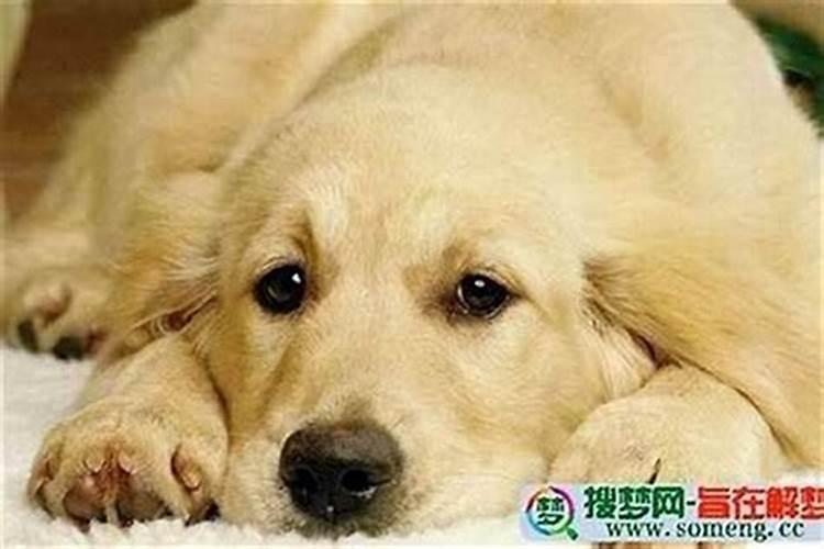 梦见狗死了是什么意思