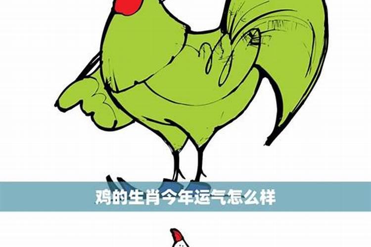 今年鸡属相人运势如何