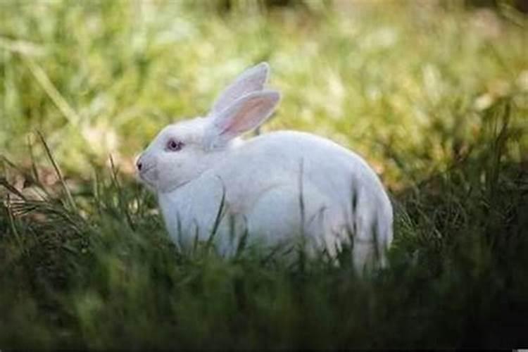 属兔可以在本命年结婚吗
