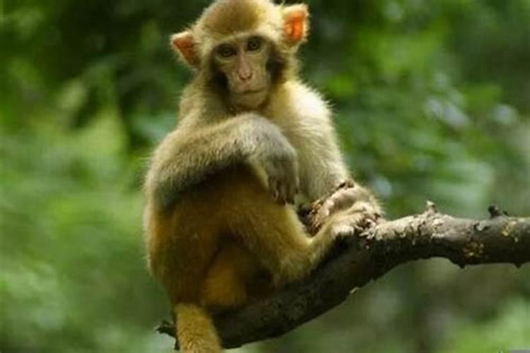十月初一出生的属相猴